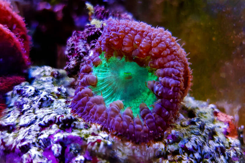 Blastomussa wellsi also known as blasto LPS coral attached to a live rock