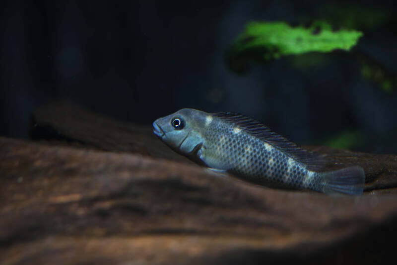 Juvenile Steatocranus casuarius commonly known as buffalohead cichlid swimming in a freshwater aquarium with a driftwood