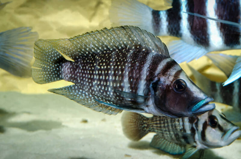 A school of Altolamprologus calvus commonly known as calvus cichlids are swimming close to the bottom in a freshwater aquarium