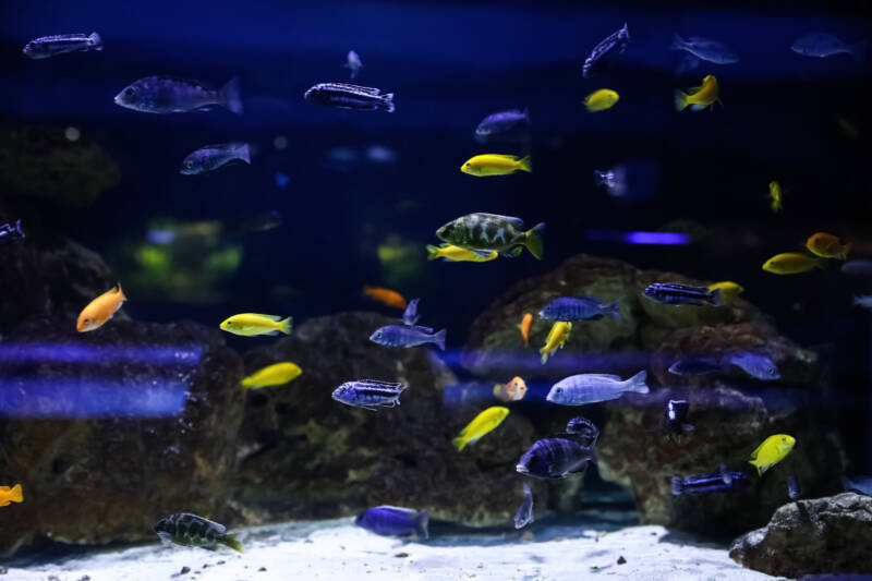 Freshwater aquarium with different African cichlids swimming together