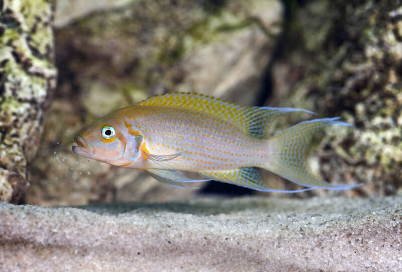 Neolamprologus pulcher commonly known as daffodil African cichlid swimming close to the sandy bottom and rocks in a freshwater aquarium