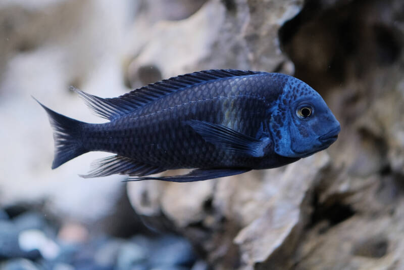 Tropheus duboisi also known as duboisi cichlid swimming in a freshwater aquarium with rocks