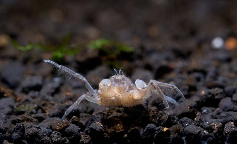 Limnopilos naiyanetri also known as Thai micro crab or false spider crab showing its legs and looking for food on aquatic soil in freshwater aquarium tank