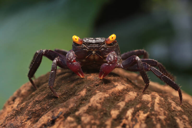 Geosesarma dennerle also known as vampire crab staying on a rock