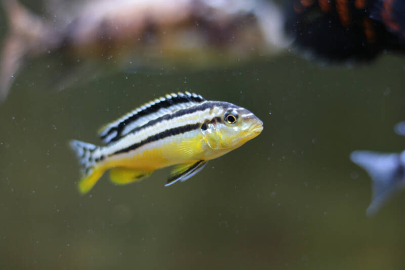 Melanochromis auratus also known as golden mbuna cichlid swimming in a freshwater aquarium with other fish