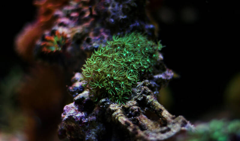 Pachyclavularia violacea also known as green star polyps coral attached to live rock in reef tank