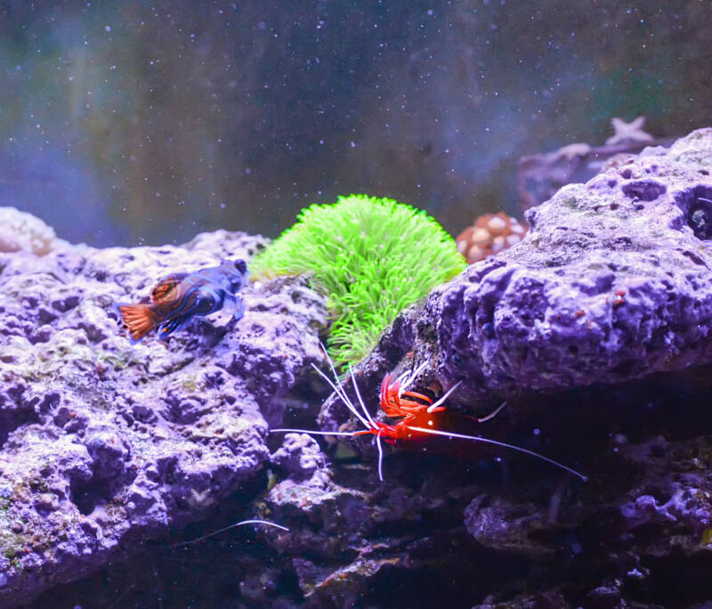 Pachyclavularia violacea also known as green star polyps coral placed between the live rocks in a reef tank with saltwater fish and shrimp