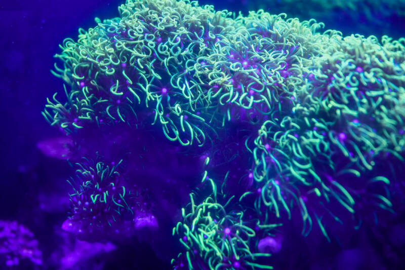 Pachyclavularia violacea also known as green star polyps coral or GSPs in marine aquarium under LED light