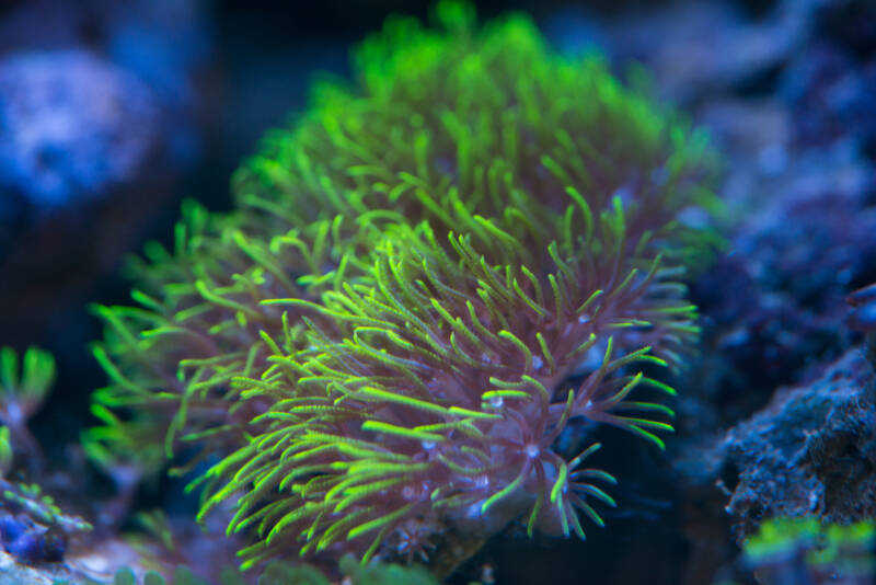 Pachyclavularia violacea also known as green star polyps coral or GSPs in a reef tank among other corals