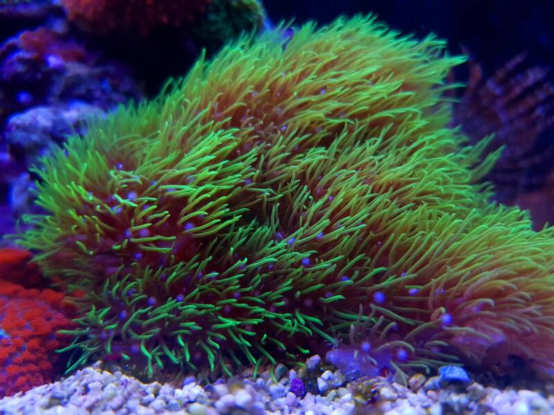 Pachyclavularia violacea also known as green star polyps coral moving with a current in reef tank