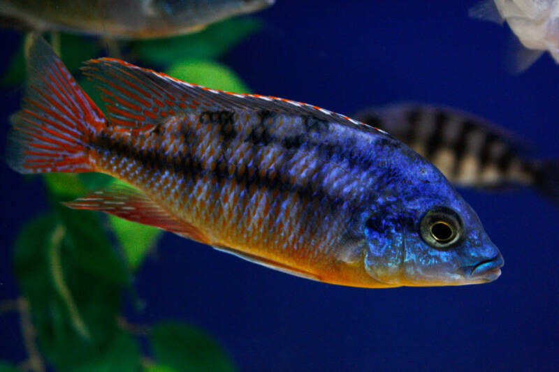 Protomelas taeniolatus also known as red empress cichlid swimming in aquarium with other fish