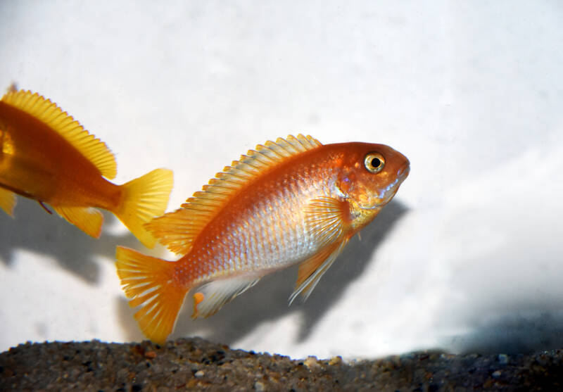 Two red zebras cichlid in non-decorated aquarium