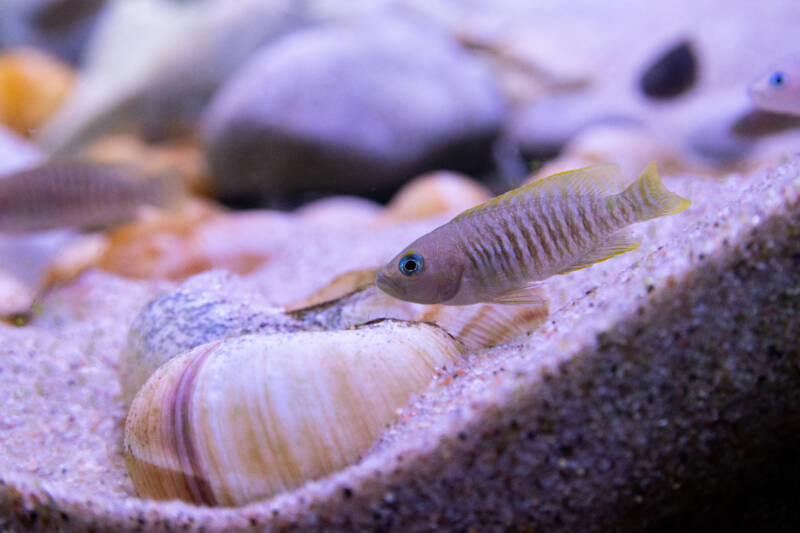 Neolamprologus multifasciatus commonly known as shell dwelling cichlid swimming in a freshwater aquarium, near a sandy bottom with plenty of snail shells