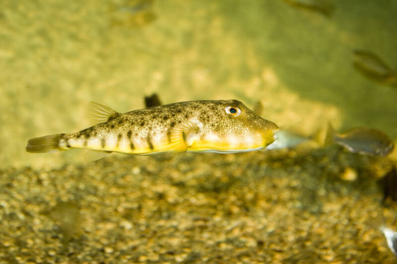 Tetraodon miurus also known as Congo or potato puffer fish swimming close to the sandy bottom