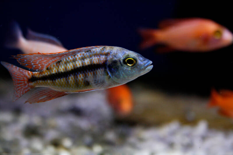 Protomelas taeniolatus also known as red empress African cichlid swimming in aquarium with other cichlids