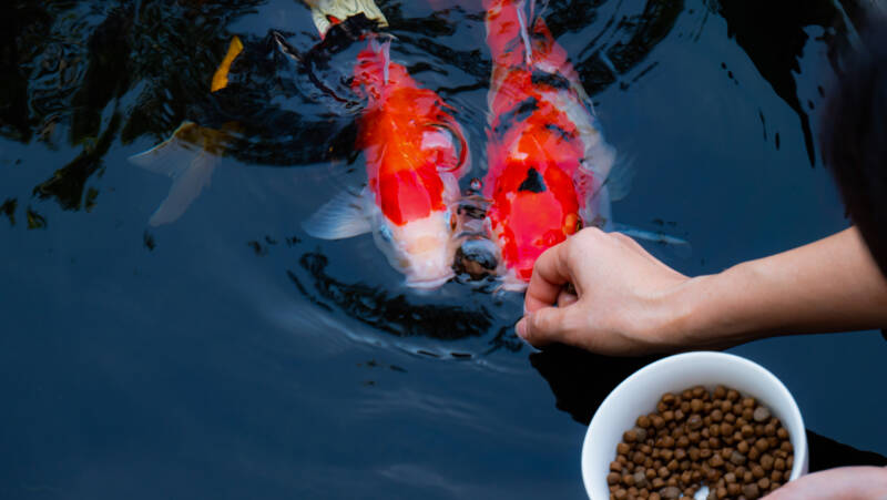 Feeding the Japanese koi