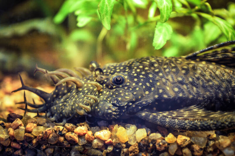 Ancistrus cirrhosus also known as bristlenose pleco dwelling the gravel bottom in aquarium