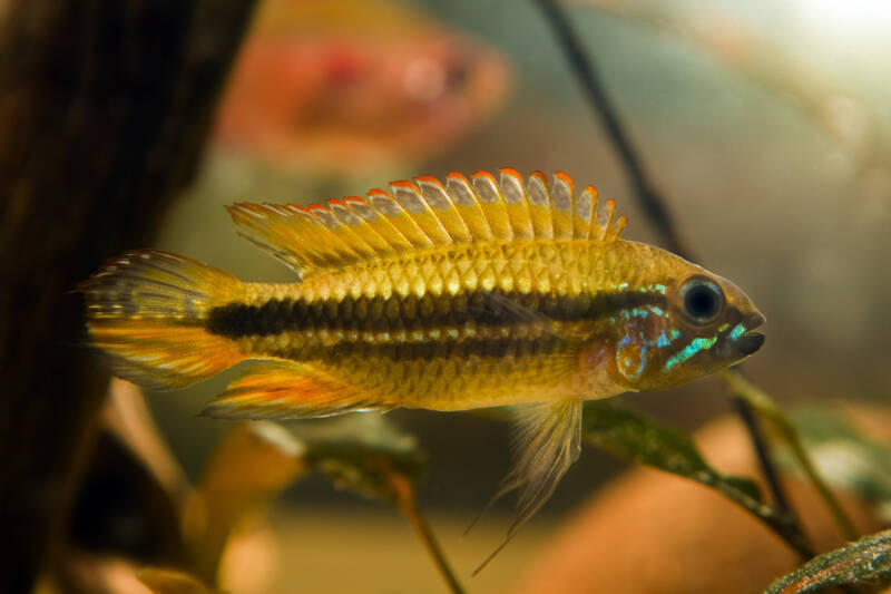 Apistogramma mendezi also known as apistogramma dwarf cichlid in a community blackwater aquarium 