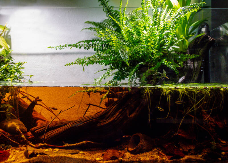 Aquascaping blackwater aquarium, amazon set-up. Imitation of a forrest stream