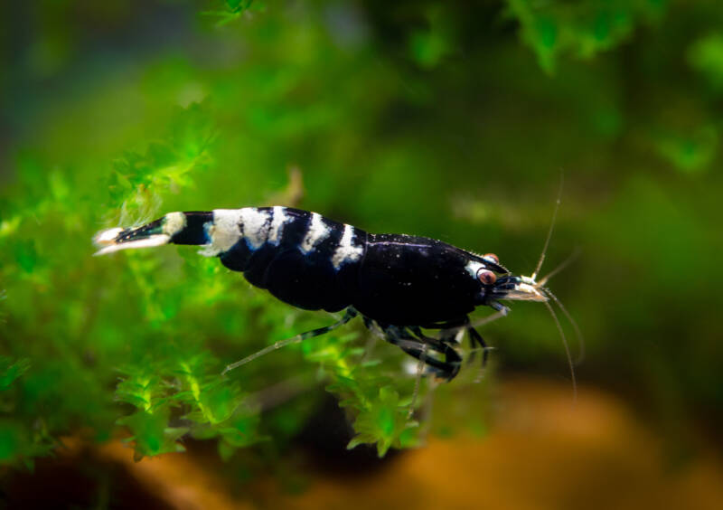 Caridina cf. cantonensis var. black Pinto staying on a plant in a freshwater aquarium