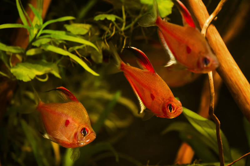 Bleeding heart tetras swimming in a blackwater aquarium