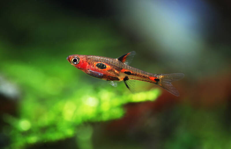 Boraras merah commonly known as phoenix rasbora swimming on green background