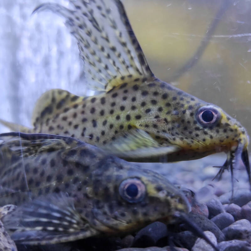 A pair of Synodontis alberti also known as bigeye squeaker catfish on aquarium bottom