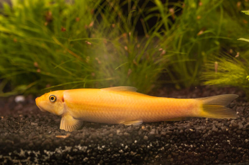 Gyrinocheilus aymonieri also known as Chinese algae eater on a bottom of a planted tank