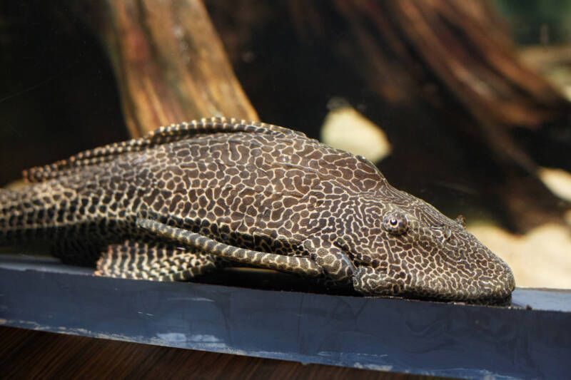 Hypostomus plecostomus commonly known as common pleco resting on the bottom of freshwater aquarium