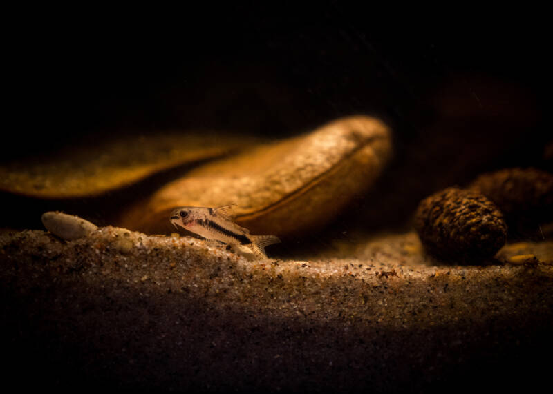 Corydoras habrosus swimming on bottom of a blackwater aquarium with fine gravel substrate