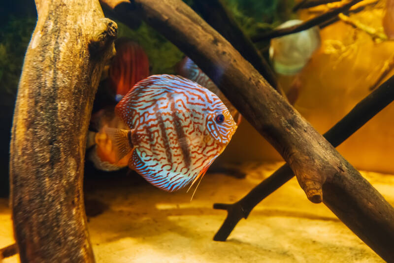 Discus hiding among driftwood in a freshwater aquarium