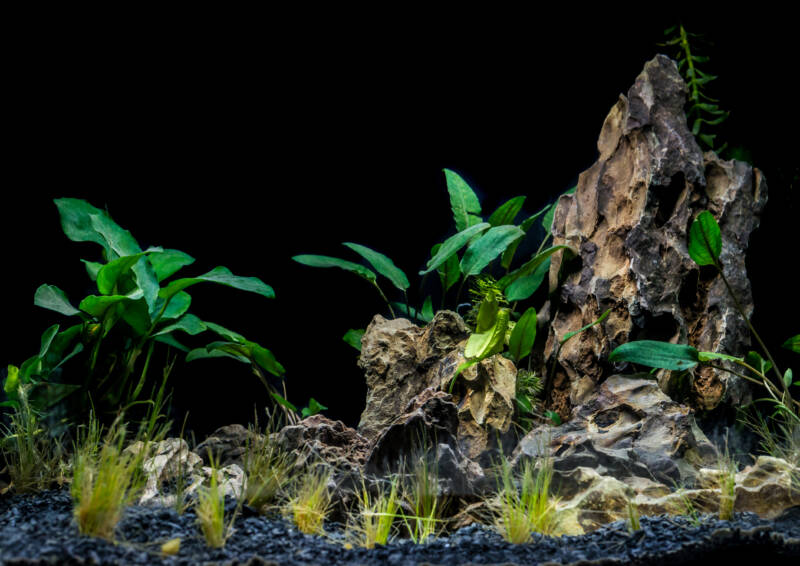 Dragon rock aquascape in freshwater aquarium