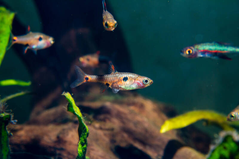 Shoal of dwarf rasboras (Boraras maculatus) and Axelrod Rasbora (Sundadanio axelrodi) swimming together in a planted aquarium