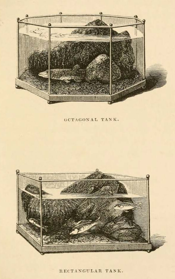 early aquariums