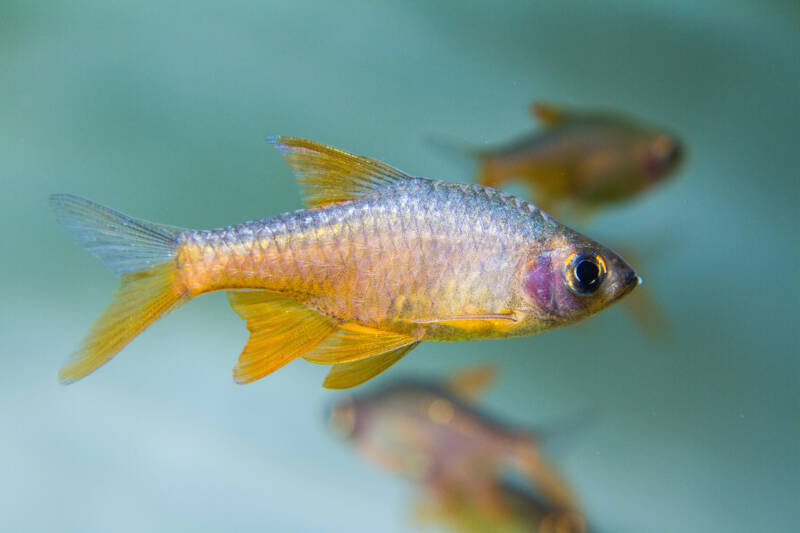 Rasboroides vaterifloris commonly known as fire rasbora swimming with its shoal in aquarium