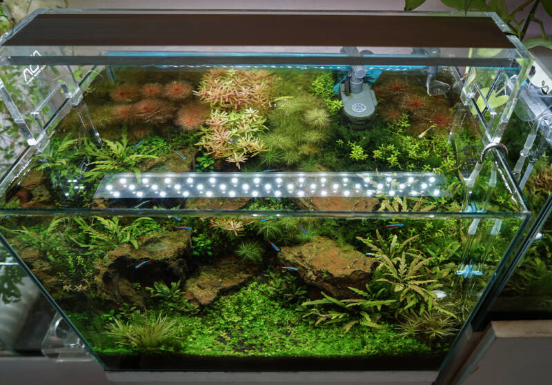 Freshwater planted glass aquarium