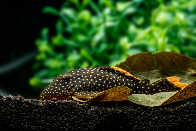 Baryancistrus xanthellus commonly known as golden nugget plecostomus on a dark bottom of a planted tank