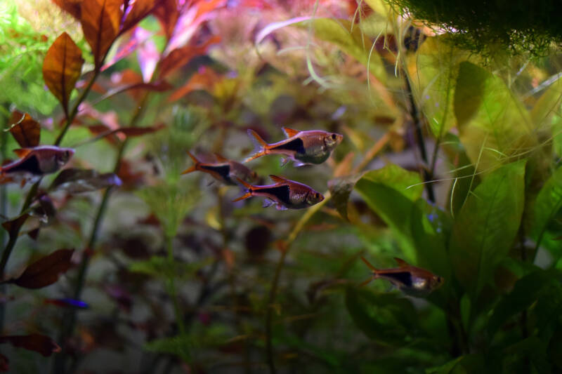 School of Trigonostigma heteromorpha commonly known as harlequin rasbora swimming in a well-planted aquarium