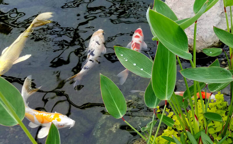 Japanese koi near water surface among water plants 