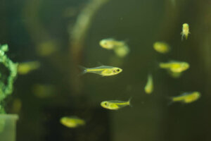 Microdevario Types of Rasboras: Top Picks for Your Aquarium