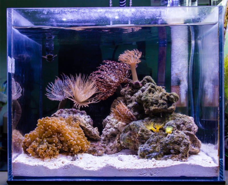 Nano reef tank 