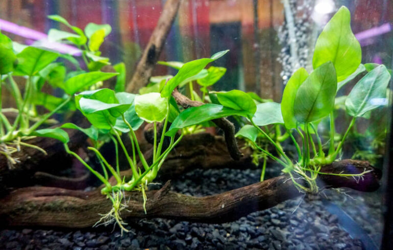Aquarium Driftwood: Best and Safest Types for Your Tank (Setup Tips) - How To Secure Live Plants In A 10 Gallon Aquarium