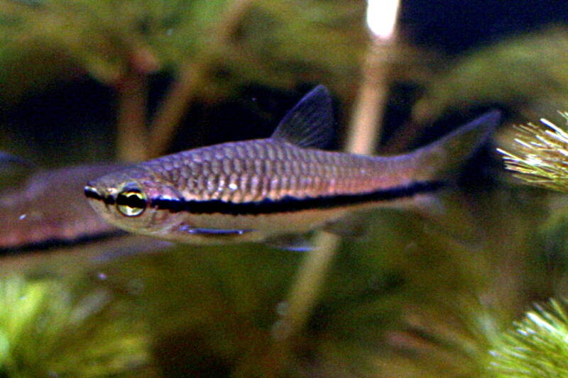 Rasbora einthovenii commonly known as brilliant rasbora swimming in a planted tank