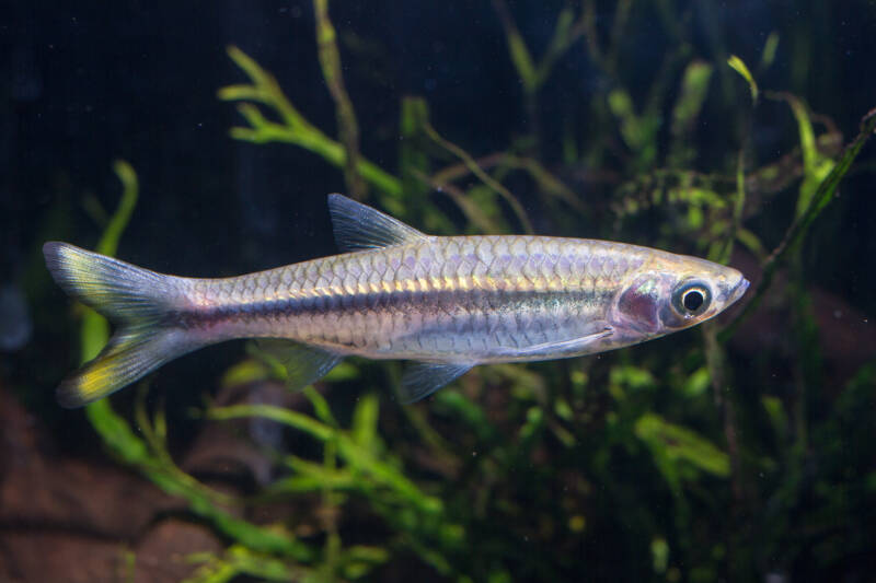 Rasbora tornieri commonly known as yellowtail rasbora in a planted aquarium