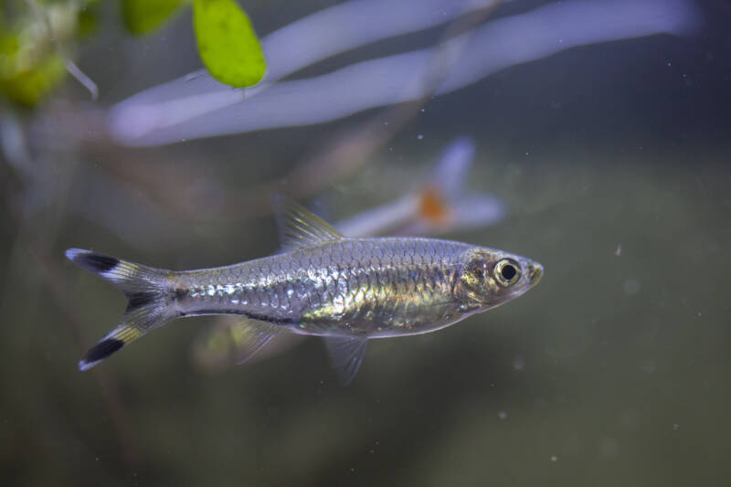 Rasbora trilineata commonly known as scissortail rasbora swimming in a clear water in aquarium