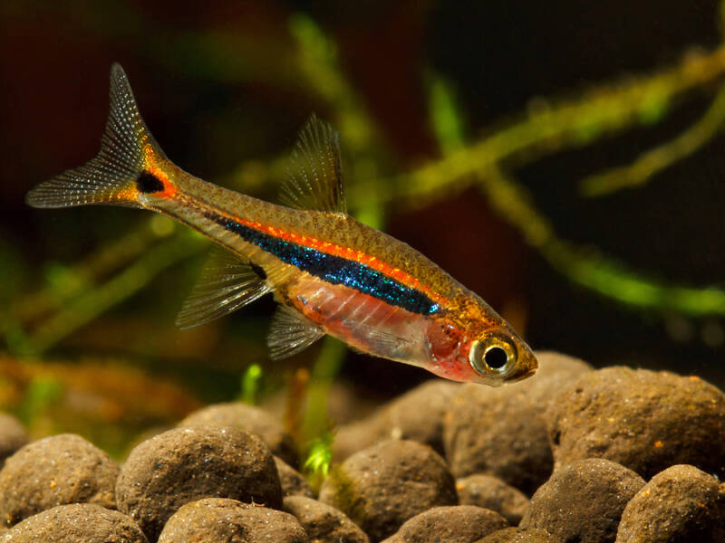 Boraras urophthalmoides commonly known as least rasbora or exclamation point rasbora swimming close to the bottom in the aquarium