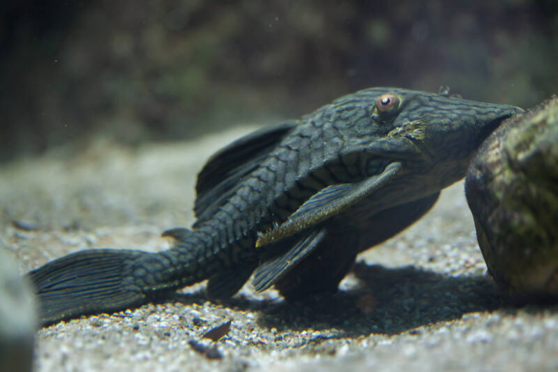 Panaque nigrolineatus commonly known as royal panaque dwelling aquarium bottom with rocks