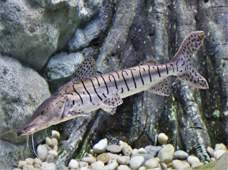 Silver tiger shovelnose catfish swimming in a large aquarium