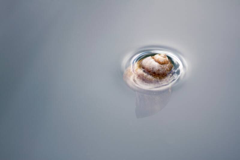 Freshwater snail shell floating in water