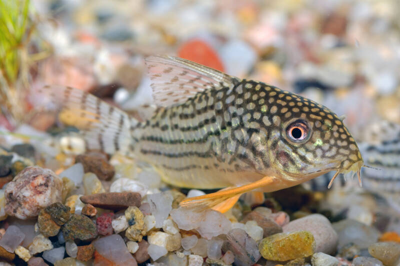 Sterbai corydoras close-up on a gravel bottom in a freshwater aquarium